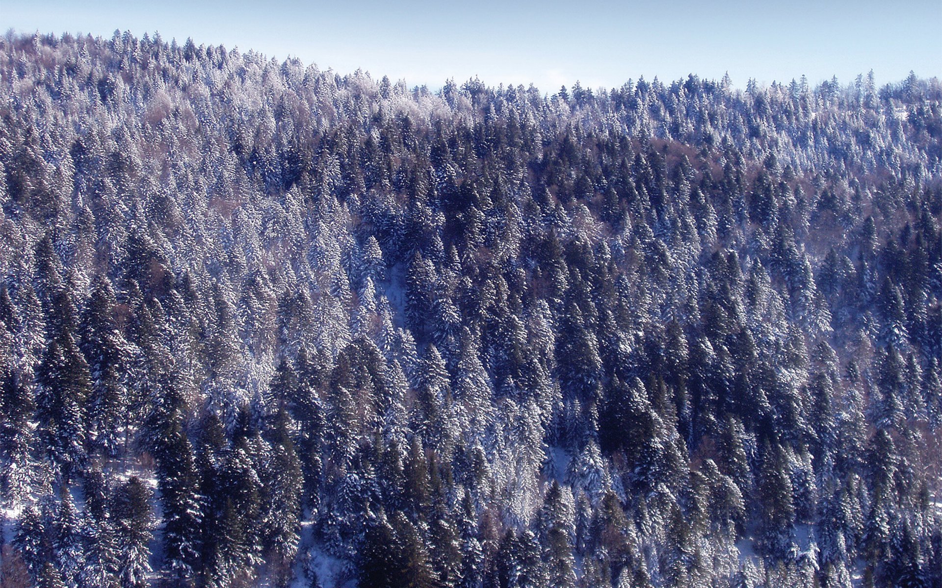 año nuevo bosque nieve invierno