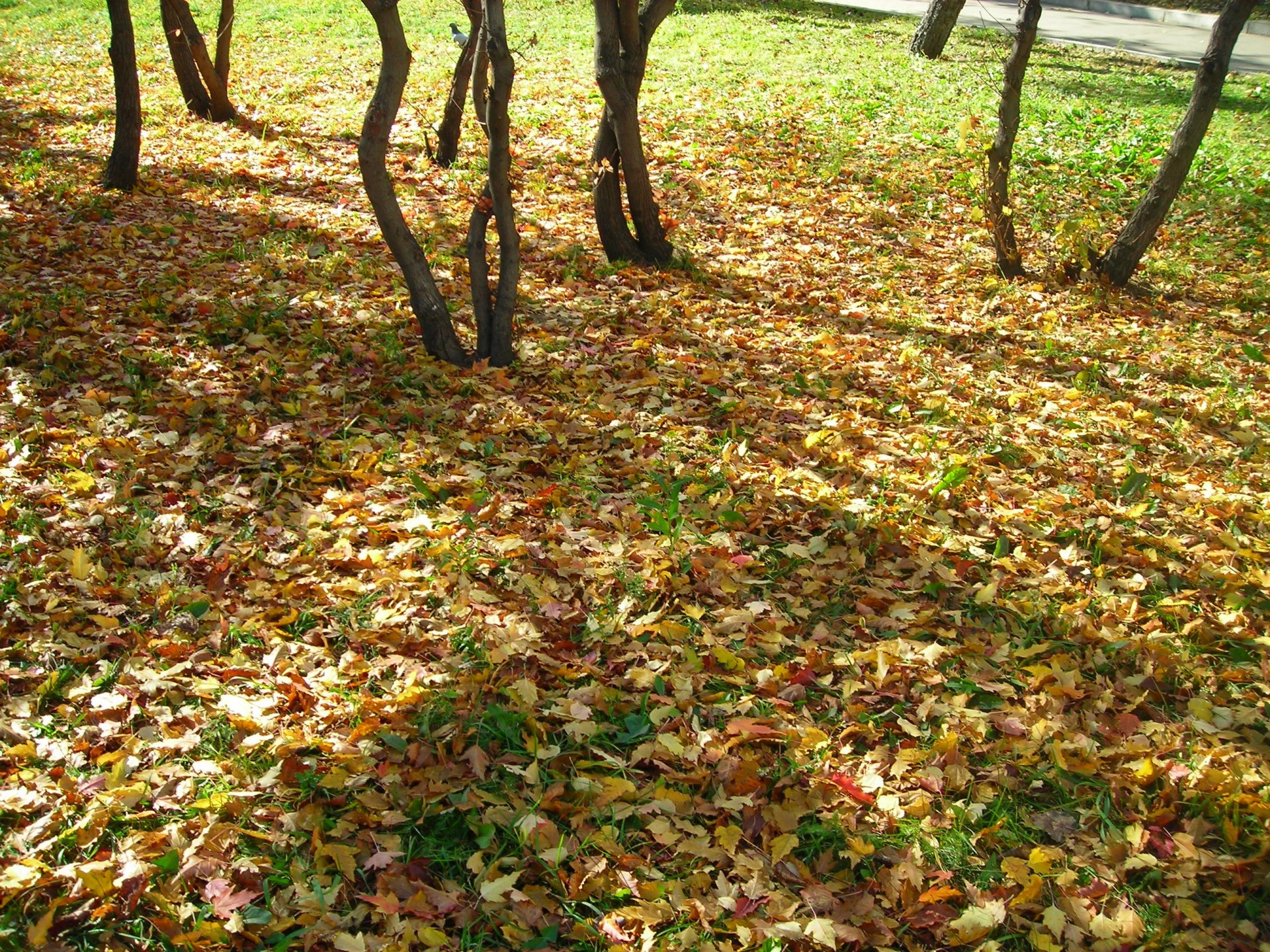 autunno foglie