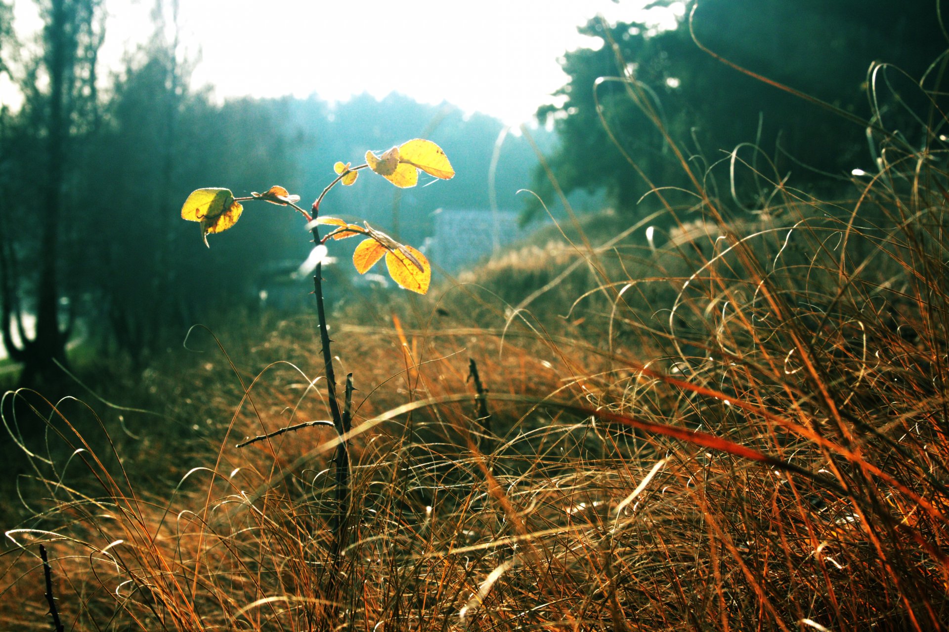 hierba hojas otoño