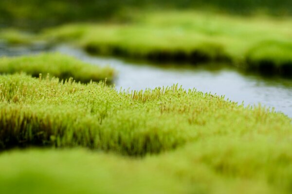 Swamp with green grass and water