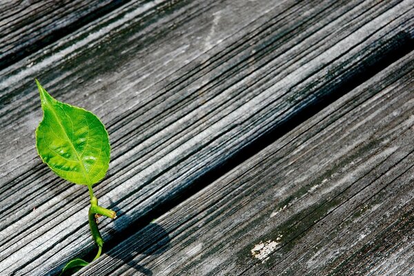 A sprout making its way through the gap