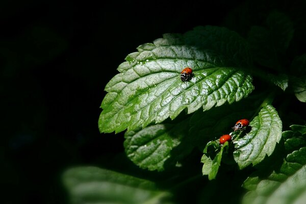 Coccinelle su foglie verdi