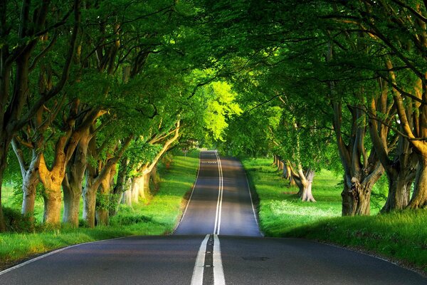 Route goudronnée dans la forêt verte