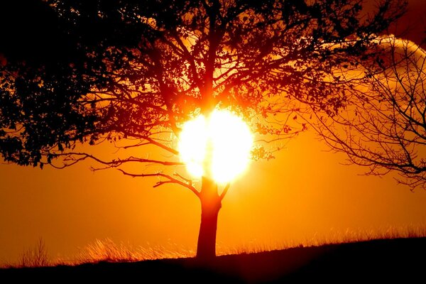 Coucher de soleil ensoleillé dans la forêt d été