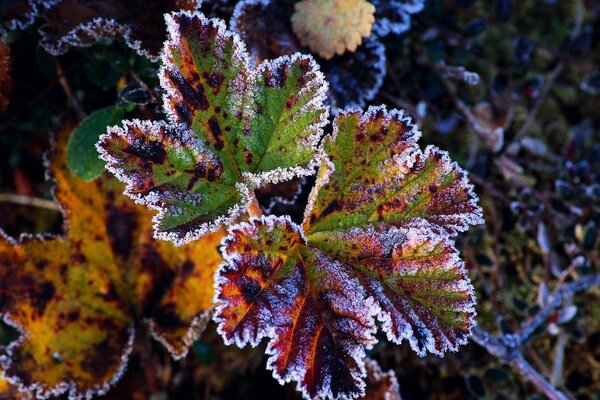 Carved leaves, autumn frost