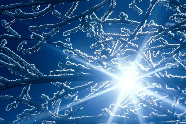 Ramas de árbol en la nieve en la luz brillante del sol