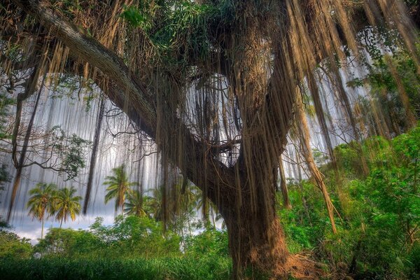 A mysterious tree in the jungle