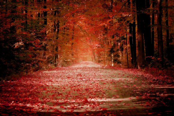 Chemin orange dans la forêt d automne
