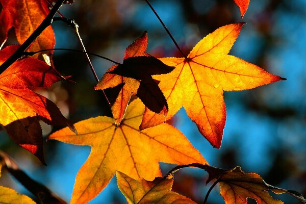 Hojas de otoño amarillo naranja sobre fondo azul