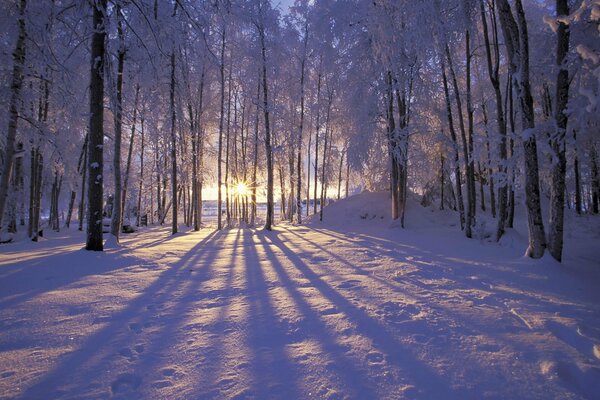 Forêt d hiver avec le givre et les rayons du soleil