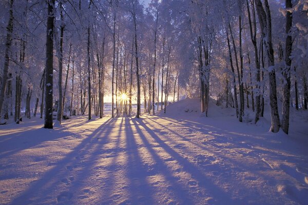 Зимний лес с инеем и лучами солнца