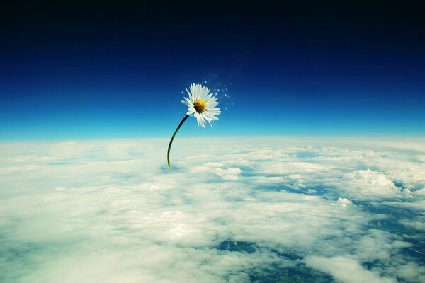 Chamomile growing from fantastic clouds