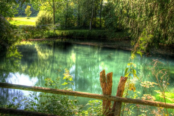 A river in the middle of a green forest