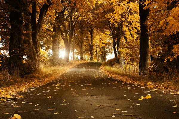 Strada autunnale Svizzera in foglie