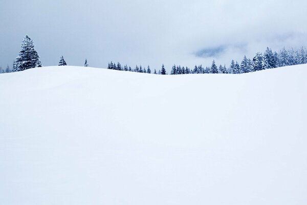 Winter Landscape of fir trees on the horizon in the snow