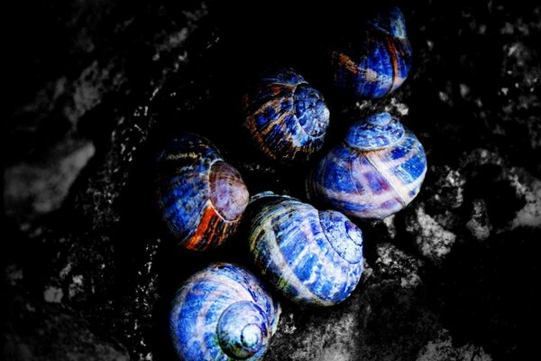 Beautiful blue shells on dark stones