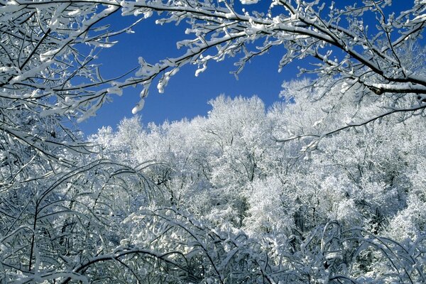 Arbres forestiers dans la neige