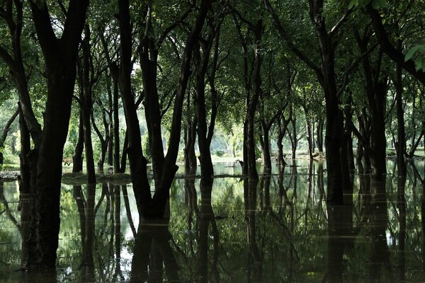 Flooded trees forests