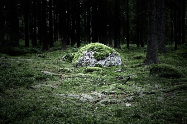 Enorme piedra en el bosque cubierto de musgo verde