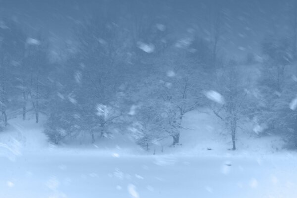 Ein Schneesturm, durch den verschneite Bäume sichtbar sind