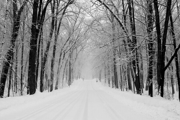 Un callejón del parque cubierto de nieve con sombríos árboles negros