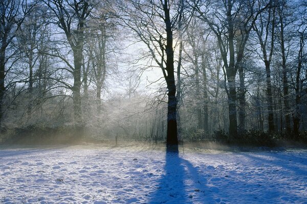 La luz del sol fluye a través de los árboles desnudos en una mañana de invierno y helada