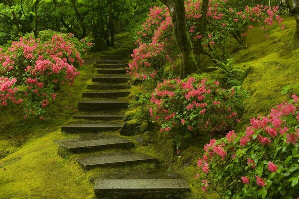 Лестница в японском саду мира