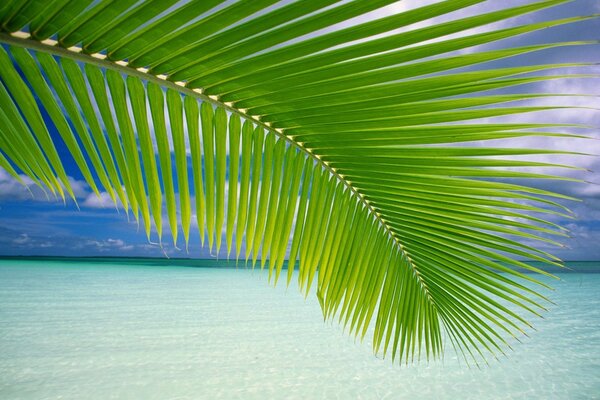 Palm leaf on the background of the seashore