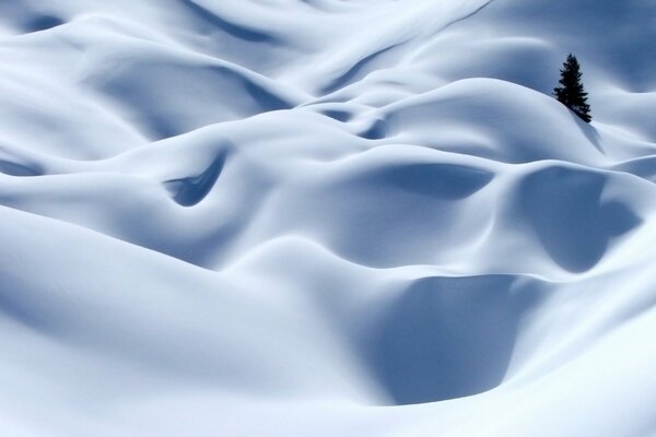 Alpes en la nieve blanca, árbol solitario en la nieve