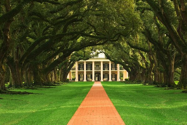 The road to the house among the trees