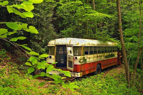 An old bus in a green forest