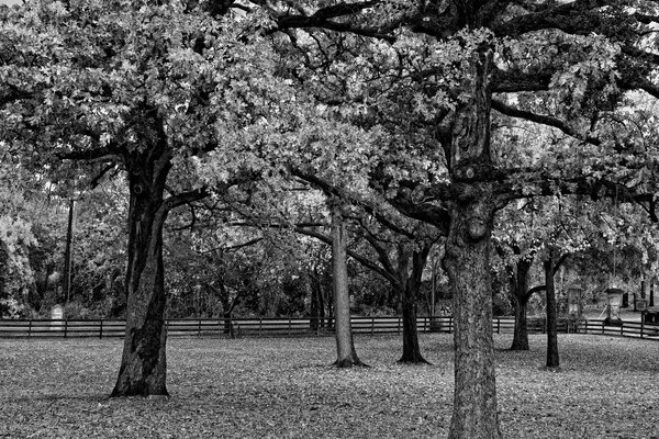 Immagine in bianco e nero degli alberi lungo la recinzione