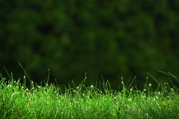 Dew drops glisten on the grass