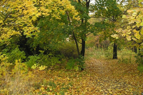 Żółte liście w jesiennym parku