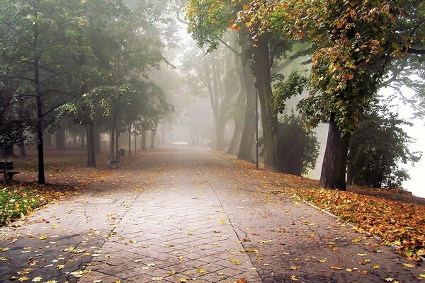 Brouillard allée arbres automne