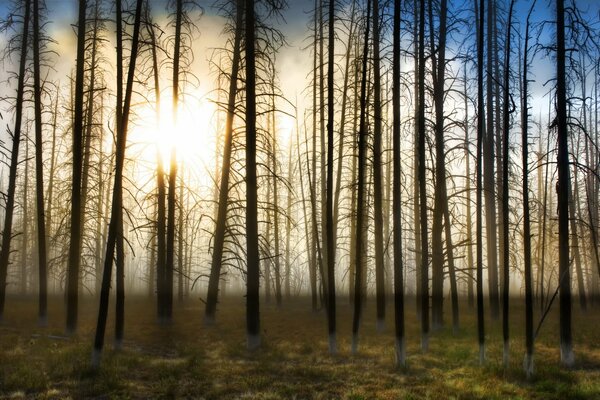 Arbres nus dans le brouillard et le soleil