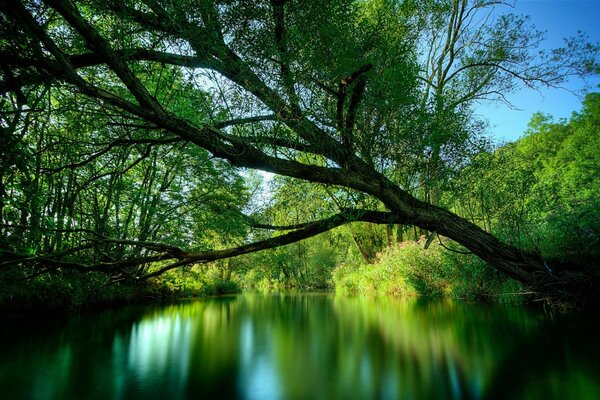 Green trees on the river bank