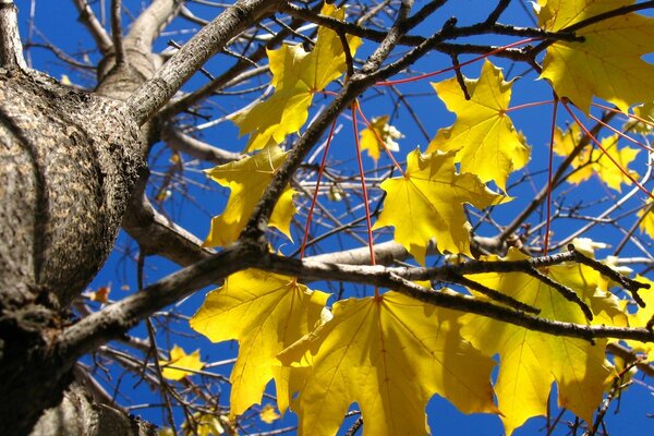 Reste von gelben Blättern auf einem nackten Baum