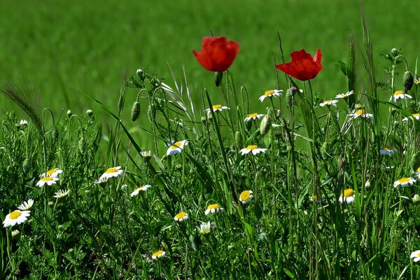 Radura in fiore con papaveri e margherite