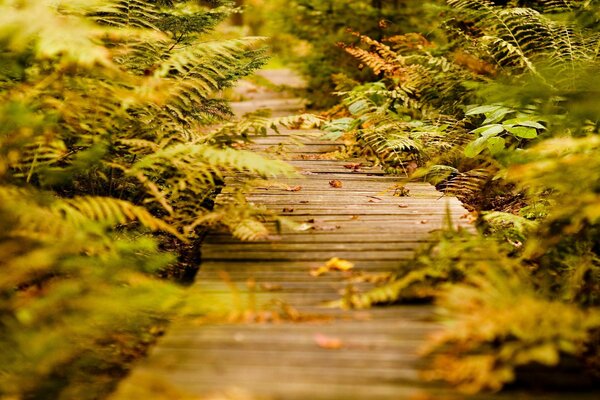 Sentier herbe feuilles automne