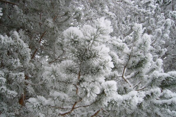 La belleza de la naturaleza en el bosque de invierno