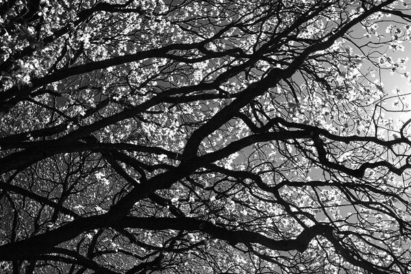 Branches d arbre comme des éclairs noirs