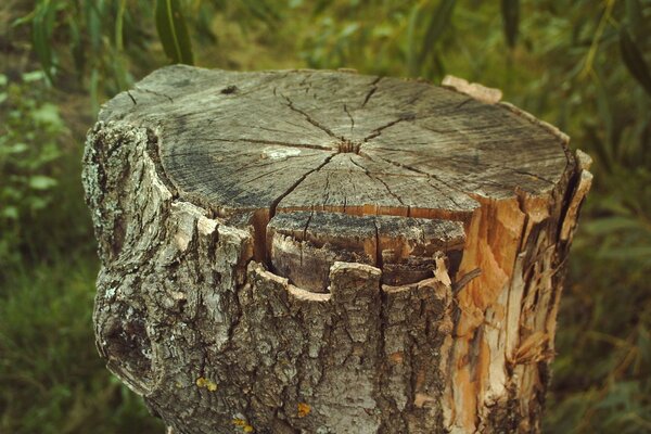 Von dem umgestürzten Baum blieb ein Baumstumpf übrig