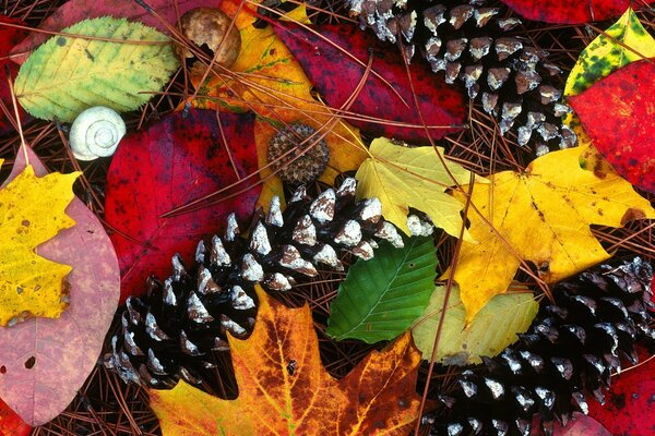 Colori di autunno sulle foglie