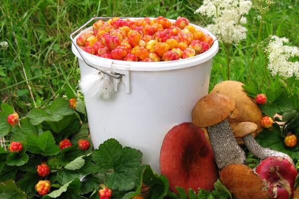 Weißer Eimer mit Beeren und Pilzen, die neben dem Gras liegen