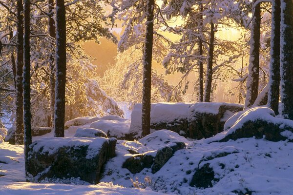 Der Winterwald wird am Morgen von Strahlen beleuchtet