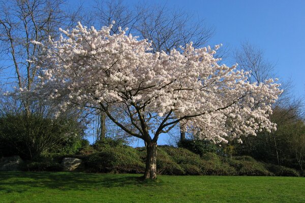 Die weiße Sakura blüht prächtig