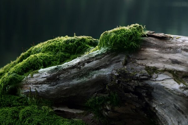 Green moss on a fallen tree