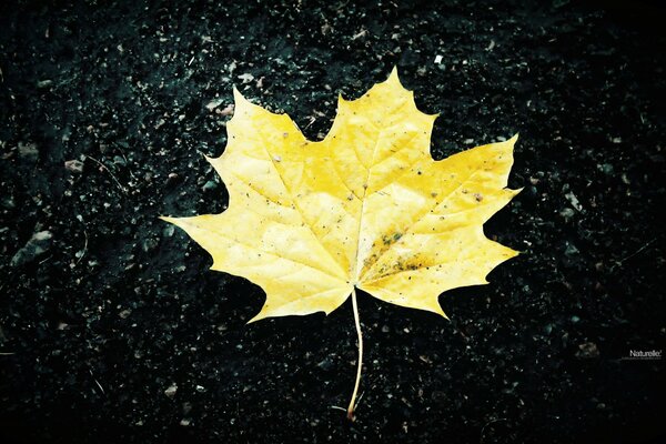 Yellow maple leaf on asphalt