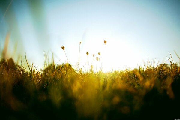 Grass against the background of the rays of the summer sun